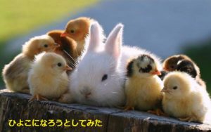 一匹だけうさぎ