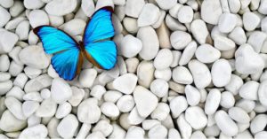 bluebutterflywhitestone_728