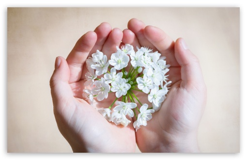 hands_holding_flowers-white