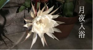 月夜入浴