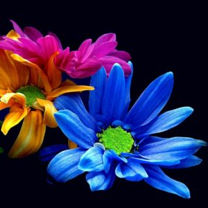 colorful-flowers-smartphoneheadder