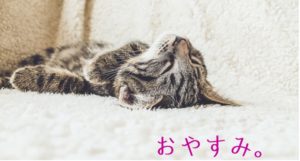 eye-catch-sleeping-kitten